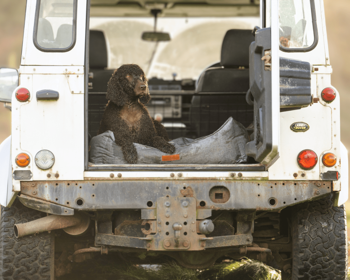 Waterproof Dog Bed | Windsor